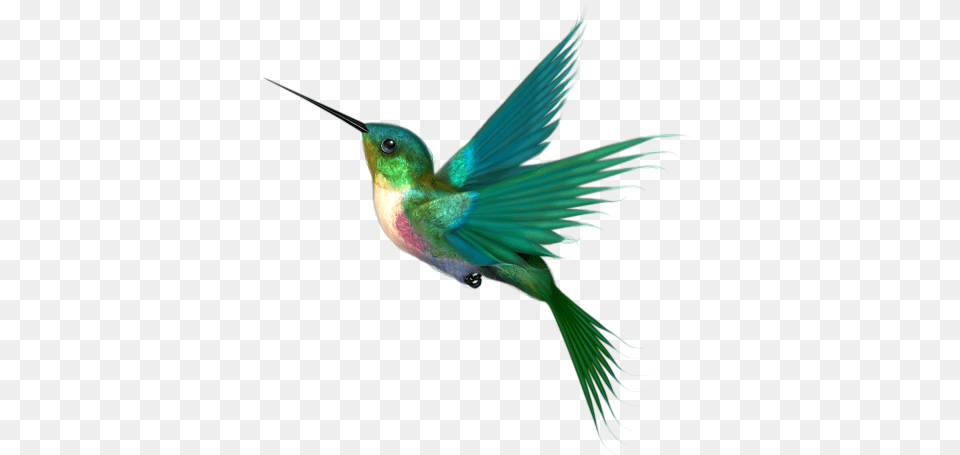 Image Freeuse Stock Flor Pesquisa Google Imagens De Passaros Em, Animal, Bird, Hummingbird, Bee Eater Free Png