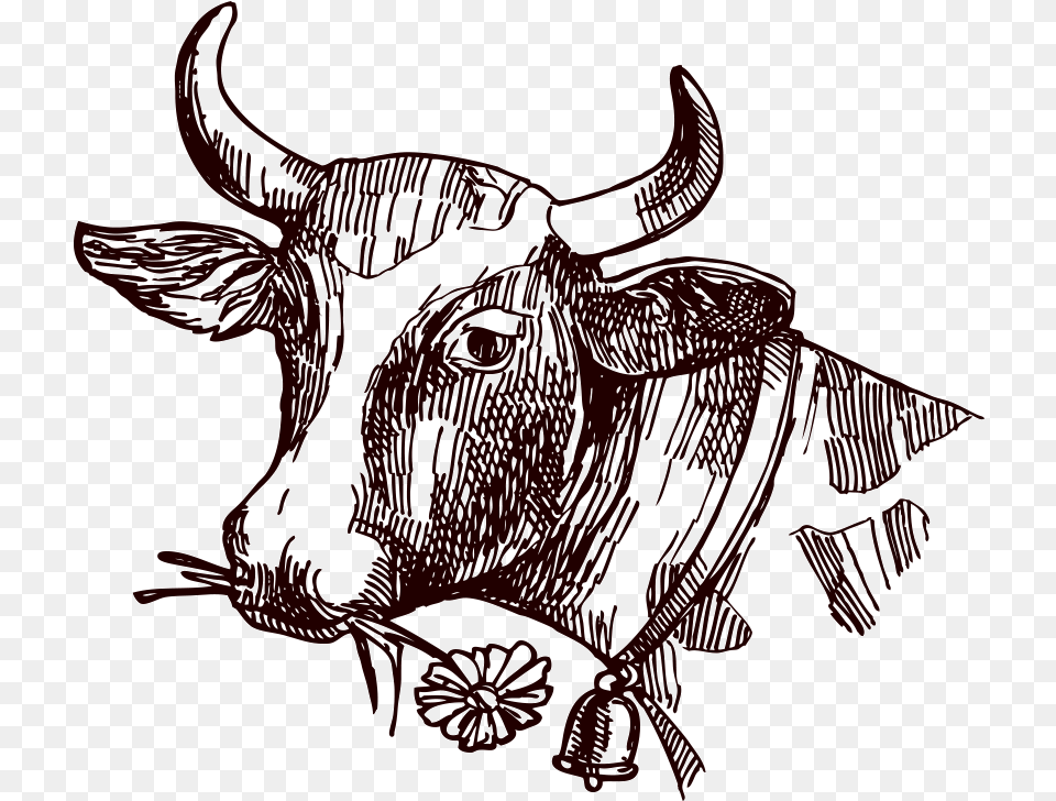 Freeuse Stock Texas Longhorn Milk Sketch Cow Sketch, Animal, Bull, Mammal, Cattle Png Image