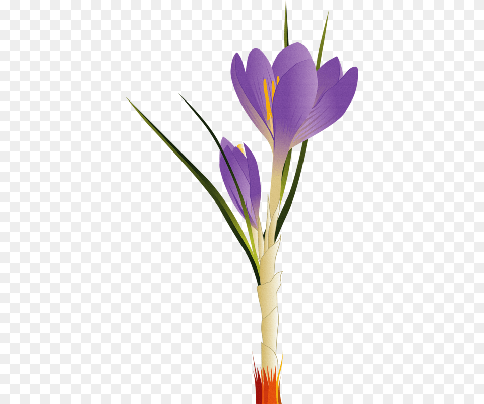 Image Freeuse Tulip Flower Clip Art Flower Vector, Plant, Flower Arrangement, Crocus, Petal Free Png Download