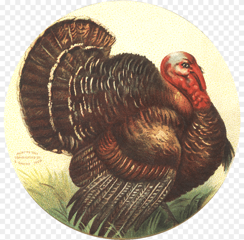 Friday Vintage Thanksgiving Clipart, Animal, Bird, Fowl, Poultry Png Image