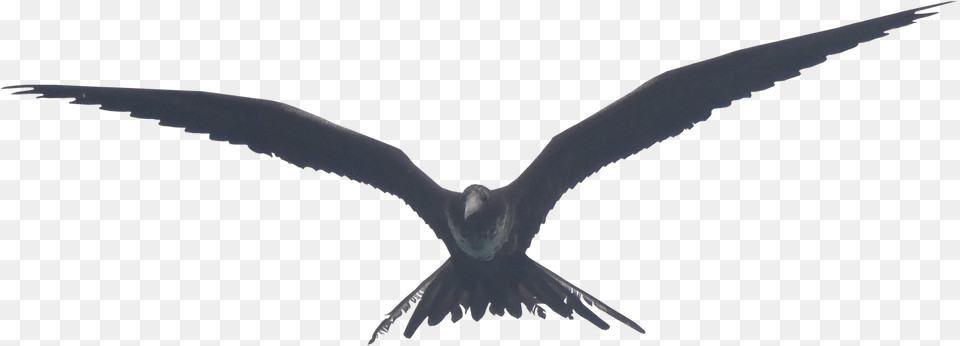 Frigate Bird, Animal, Flying, Kite Bird, Blackbird Png Image