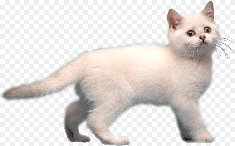 Image Frostkitirl Animal Jam Transparent Background White Cat, Angora, Mammal, Pet Free Png Download