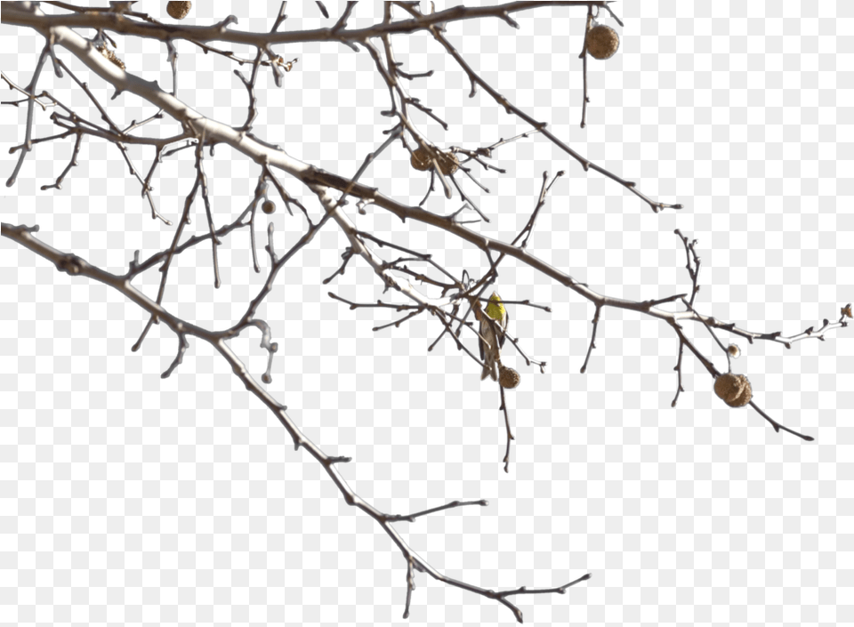 Image Gallery For Tree Branches Clipartsco Twig, Weather, Outdoors, Nature, Ice Free Png Download