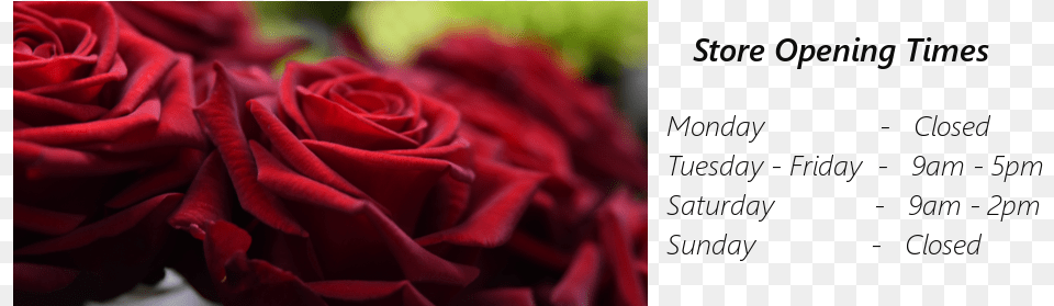 Image Garden Roses, Flower, Petal, Plant, Rose Free Transparent Png
