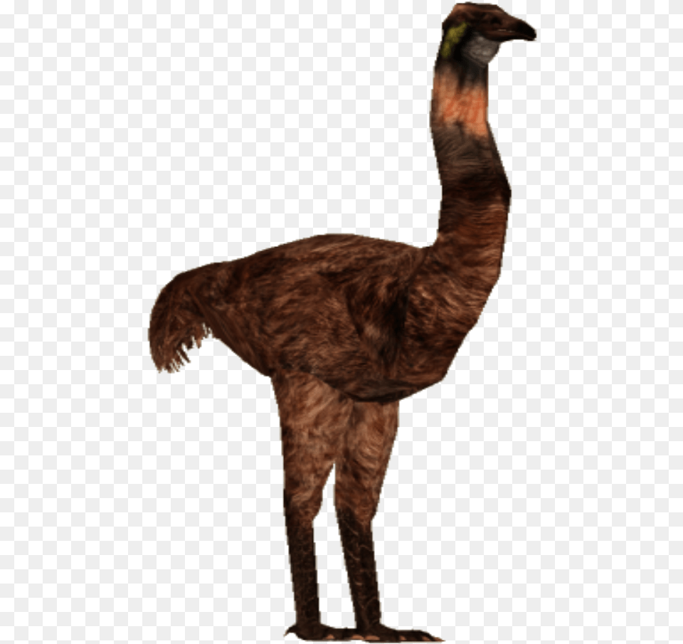 Image Giant Tyranachu Zt Library Wiki Ostrich, Animal, Bird Png