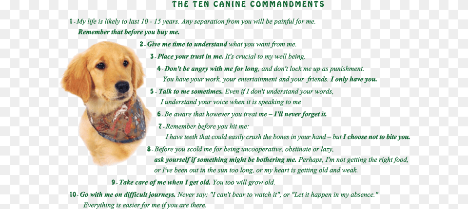 Image Golden Retriever Puppy With Ten Canine Commandments Golden Retriever, Animal, Dog, Mammal, Pet Png