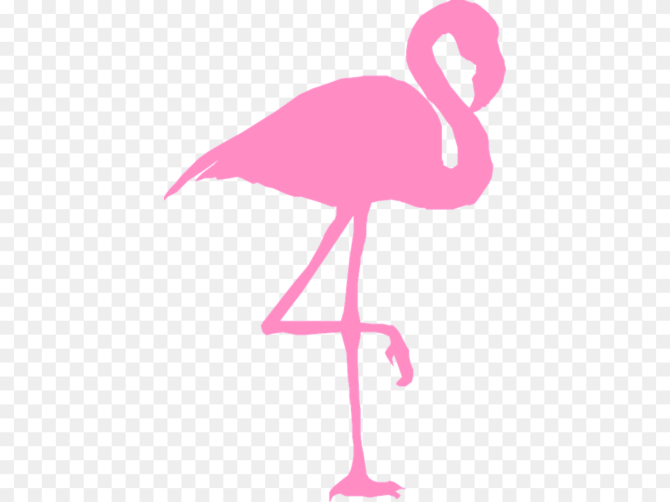 Image Gratuite Sur Pixabay Flamingo, Animal, Bird, Person Free Png