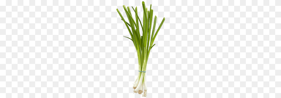 Image Green Onions Transparent, Food, Produce, Plant, Spring Onion Png
