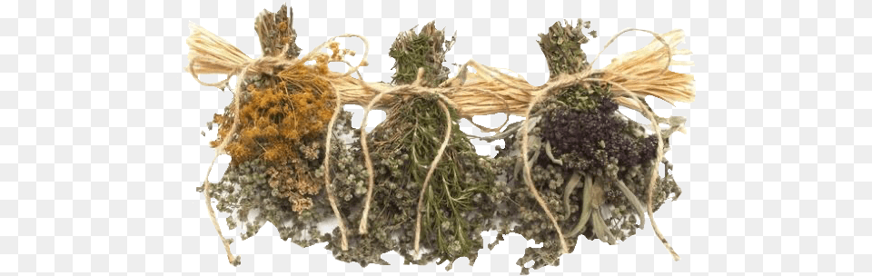 Image Herbalist Outfits, Moss, Plant, Herbal, Herbs Free Png Download