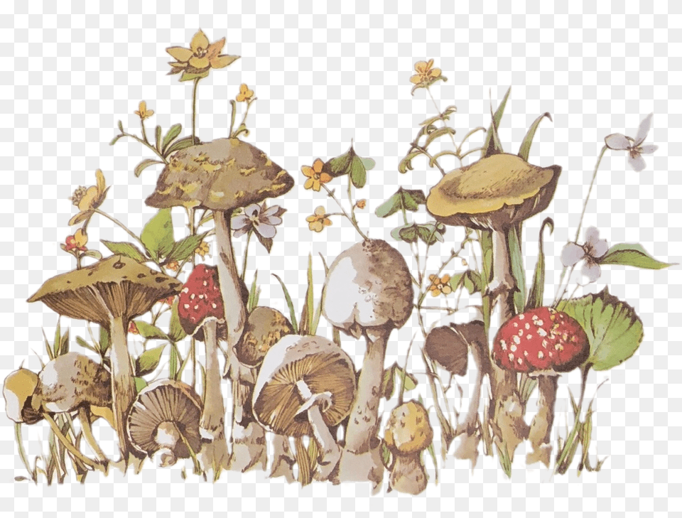 Image Hongos, Art, Fungus, Plant, Agaric Free Png