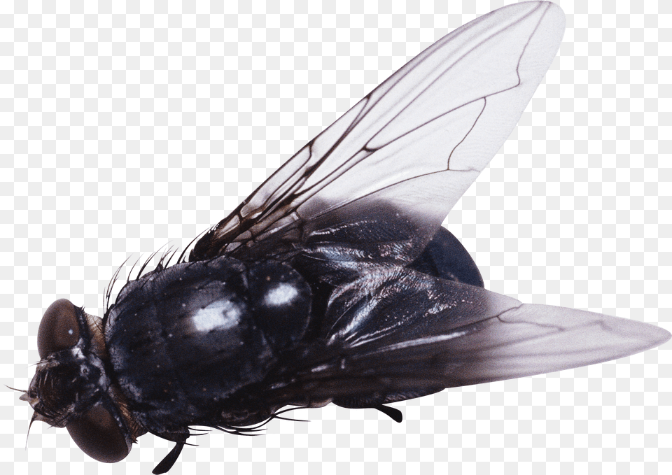 Image Hq Freepngimg Fly, Animal, Insect, Invertebrate Free Transparent Png