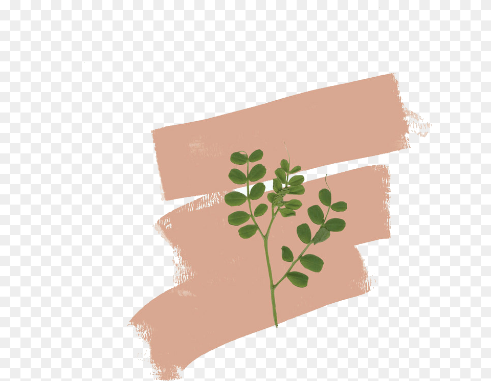 Image Illustration, Leaf, Plant, Herbal, Herbs Free Png