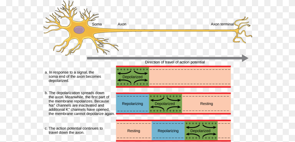 Impulse Travels Along A Neuron Png Image