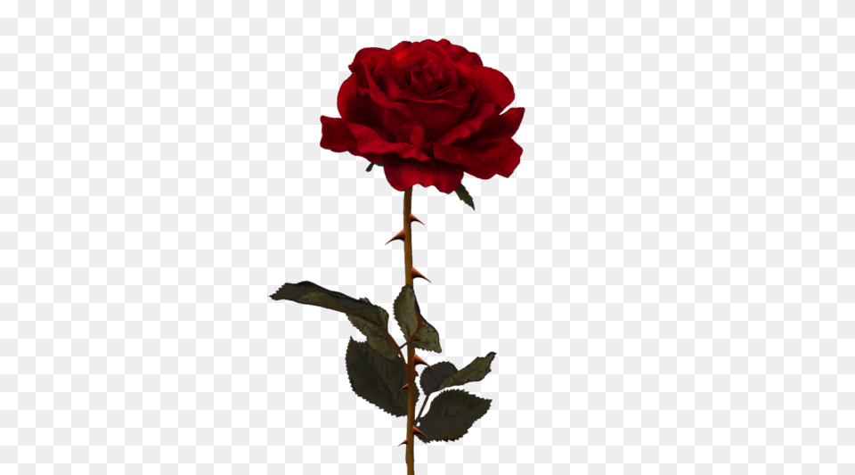 Image In Rose Rose, Flower, Plant Png