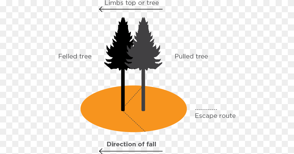 Image Infographic Showing The Danger Zone And Escape Tree, Fir, Plant, Pine, Chandelier Free Png Download