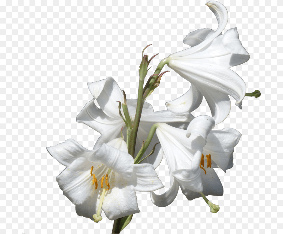 Image Information Lilies, Flower, Plant, Rose, Amaryllidaceae Free Png