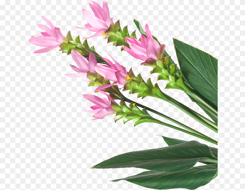 Image Is Not Available, Flower, Flower Arrangement, Plant, Petal Free Png Download