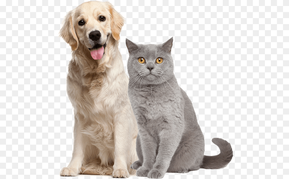 Image Is Not Available Adolescence Dog, Animal, Canine, Mammal, Pet Free Transparent Png