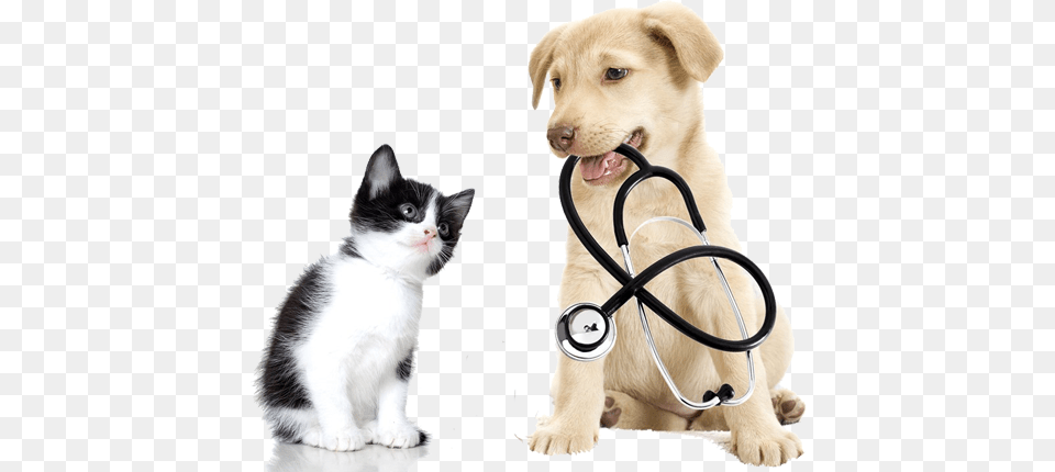 Image Is Not Available Dog And Cat Exams, Animal, Canine, Doctor, Mammal Free Transparent Png