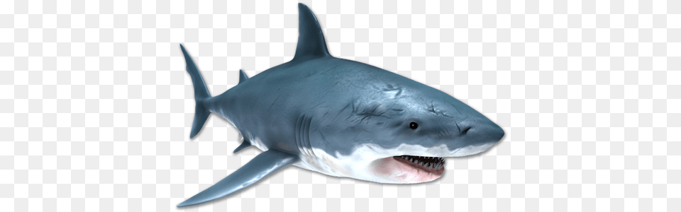 Image Is Not Available Great White Shark, Animal, Fish, Sea Life Free Png