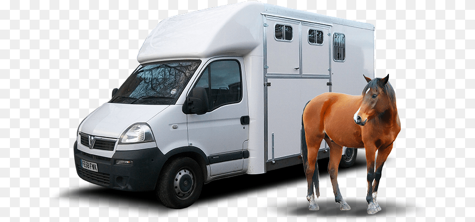 Image Is Not Available Rv, Animal, Horse, Mammal, License Plate Free Png