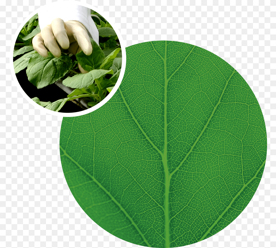 Image Klimaforum, Herbal, Herbs, Leaf, Plant Free Png