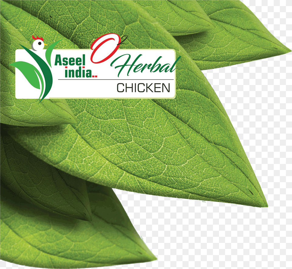Label, Herbal, Herbs, Leaf, Plant Png Image