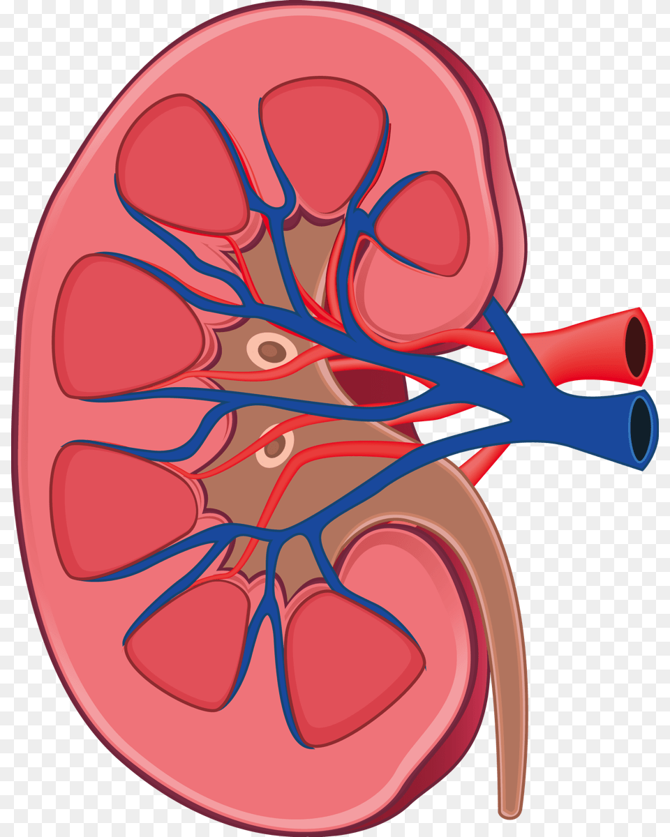 Image Library Kidney Clipart Kidney Anatomy Kidney Clipart, Heart Png