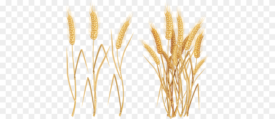 Image Library Library F Ffe Ff K Kyti Wheat Vector, Food, Grain, Produce, Chandelier Free Png Download