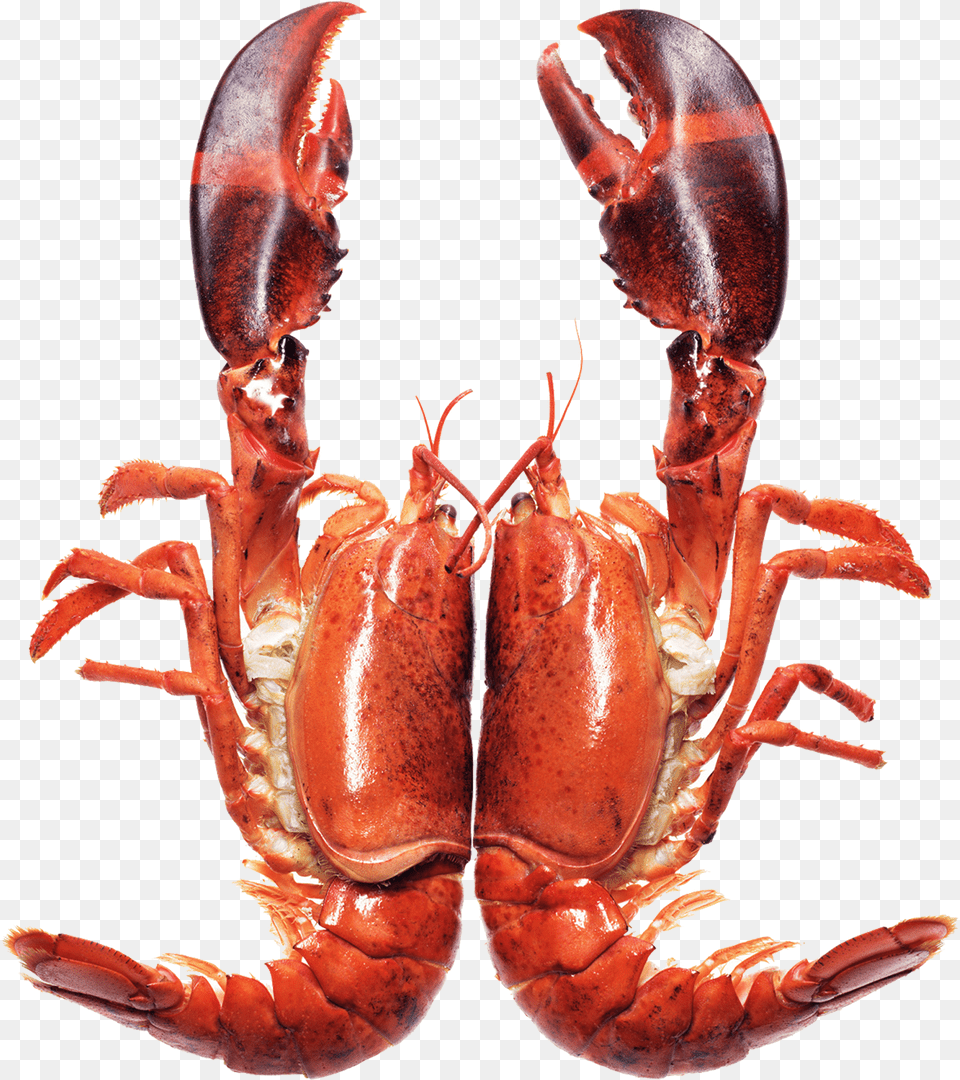 Image Library Library Homarus Seafood Barbecue Caridea Lobster, Animal, Food, Invertebrate, Sea Life Free Transparent Png