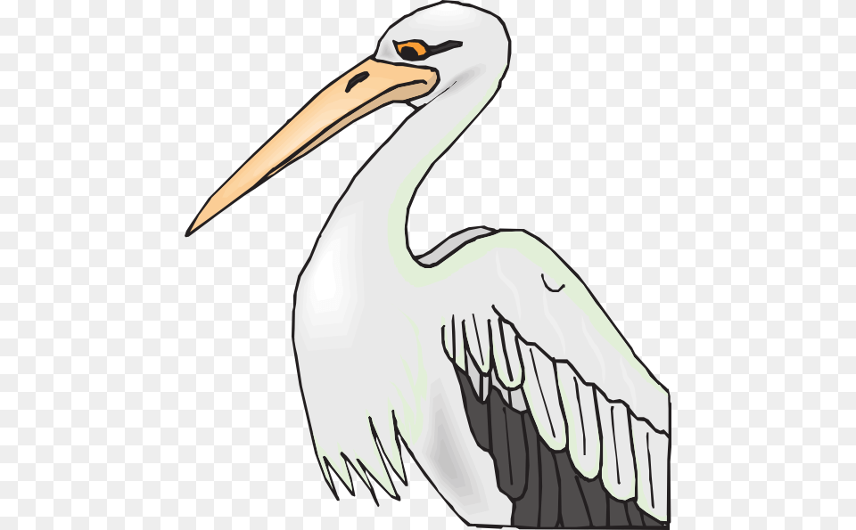 Library Stock Collection Download And Share Aves De Pico Largo, Animal, Bird, Waterfowl, Stork Png Image