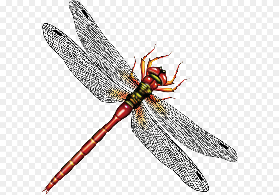 Image Library Stock Insect Computer Transprent Insect Pendant Dragonfly Pendant Insect Glass Pendant, Animal, Invertebrate Png