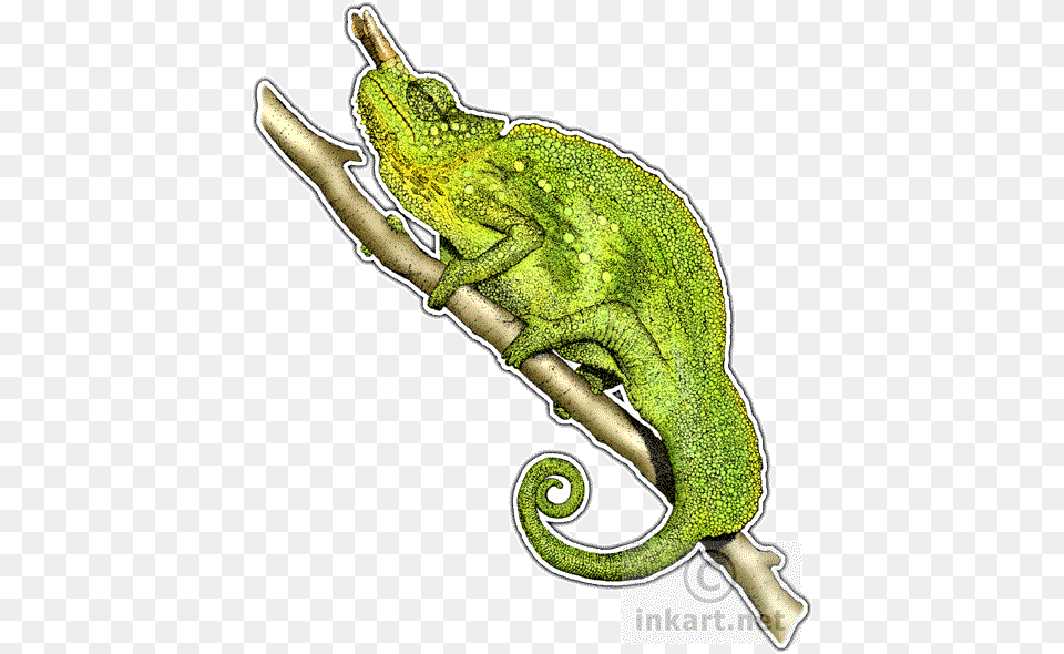 Library Stock Mountain Chamaeleo Trioceros Line Mountain Chameleon, Animal, Lizard, Reptile, Green Lizard Png Image