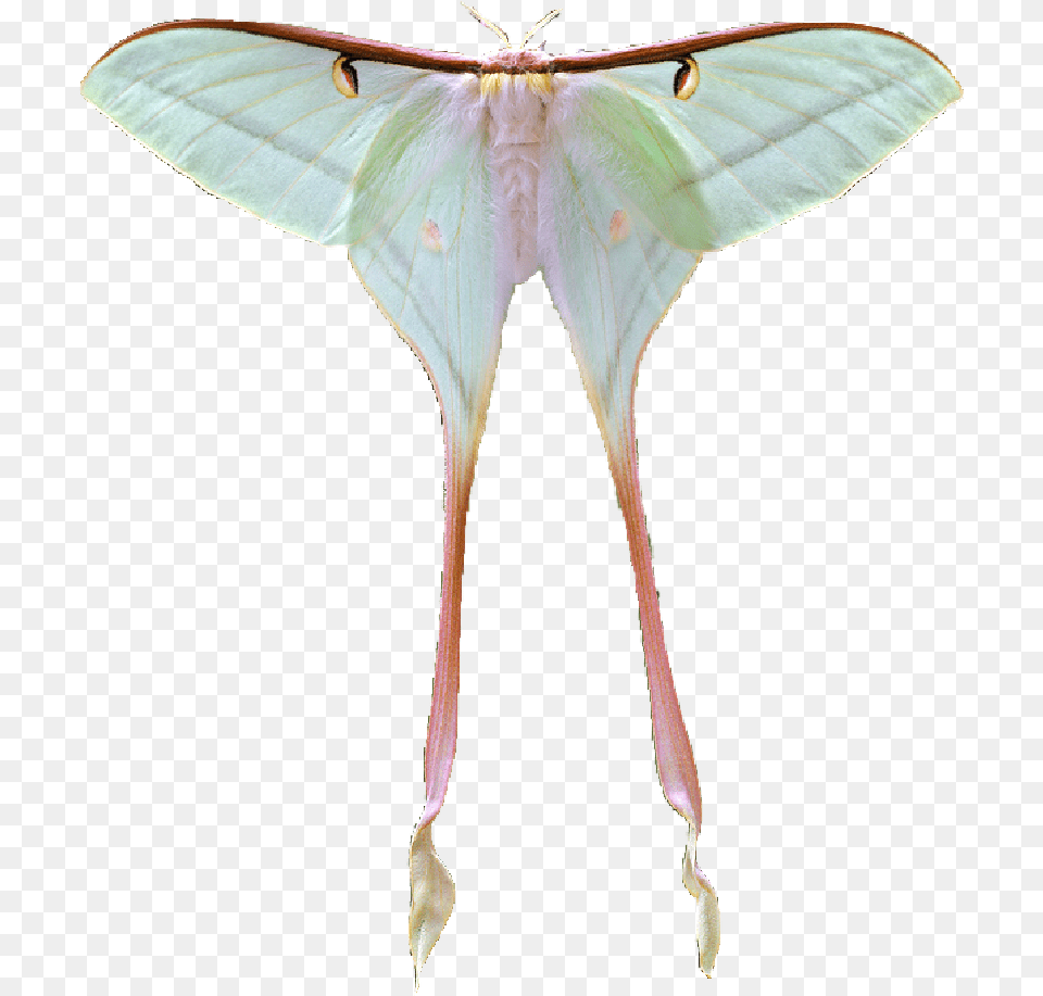 Image Luna Moth Transparent Background, Plant, Animal, Butterfly, Insect Free Png Download