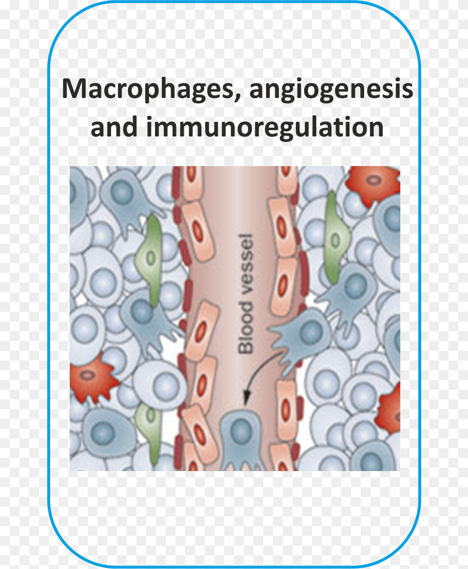 Macrophages Angiogenesis Pro Angiogenic Macrophages Genes, Pattern Png Image