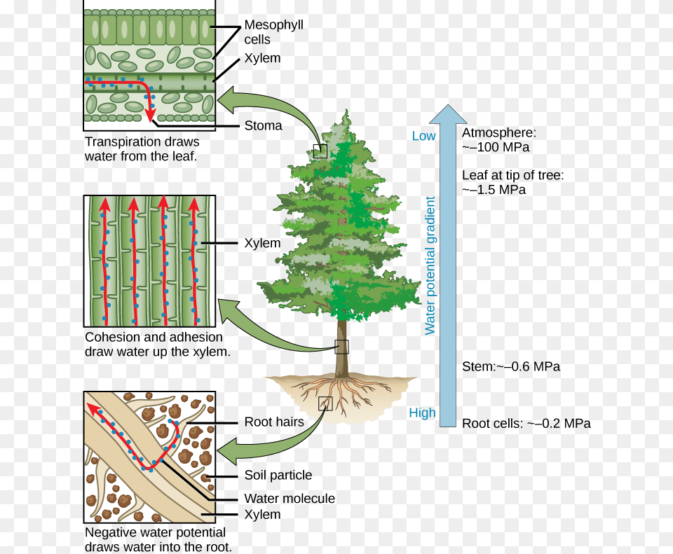 Image Male Cone Female Cone, Fir, Plant, Tree, Pine Free Png Download