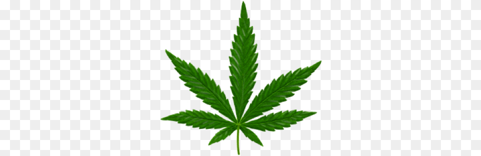 Image Marijuana Leaf Small, Plant, Weed, Hemp Free Png