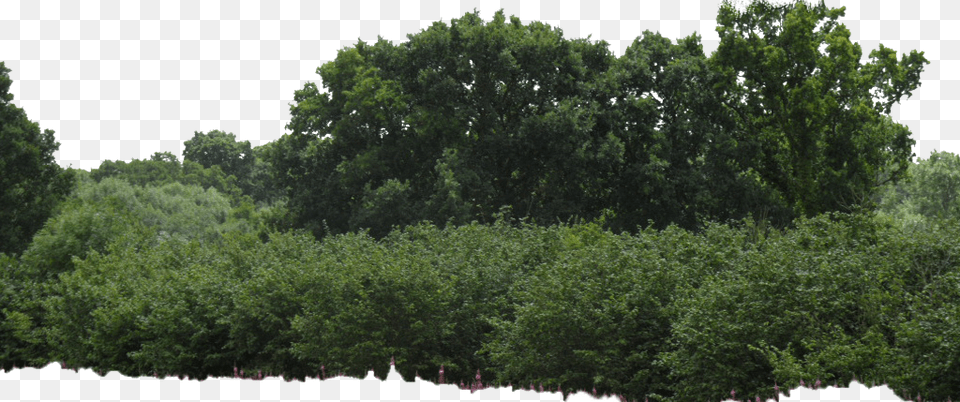 Mart Bushes, Woodland, Vegetation, Tree, Plant Png Image