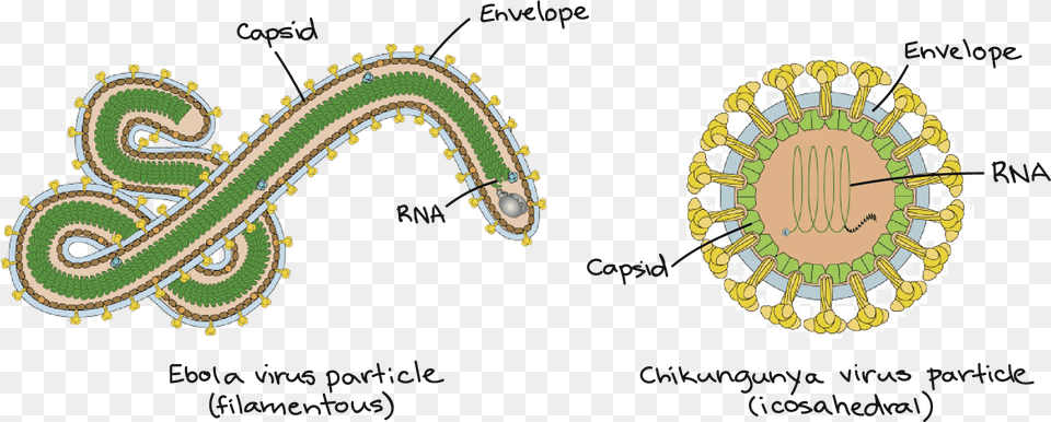 Image Modified From Quotebolavirusquot And Quotalphavirusquot, Pattern, Paisley Png