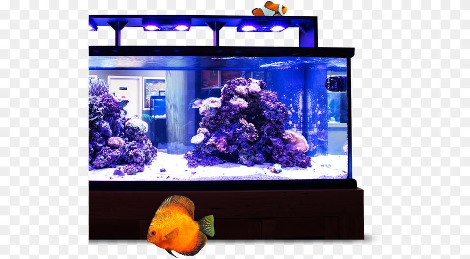 Image Module Aquarium Lighting, Animal, Sea Life, Water, Fish Free Png Download