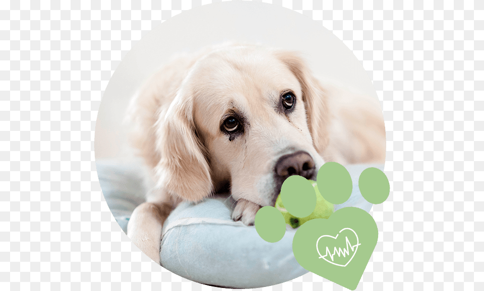 Image Need A Pet Dog, Animal, Mammal, Golden Retriever, Canine Free Transparent Png