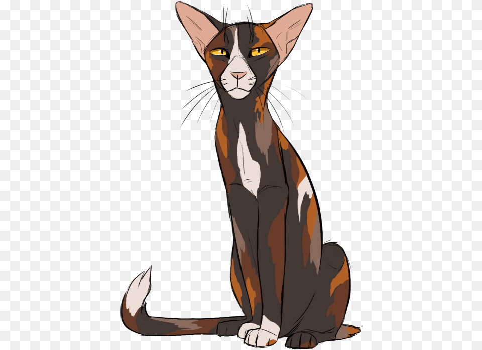 Image Noodlers Warrior Cats, Woman, Person, Female, Adult Free Png