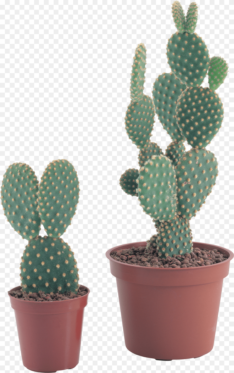 Image Nopal Maceta, Plant, Cactus Free Transparent Png
