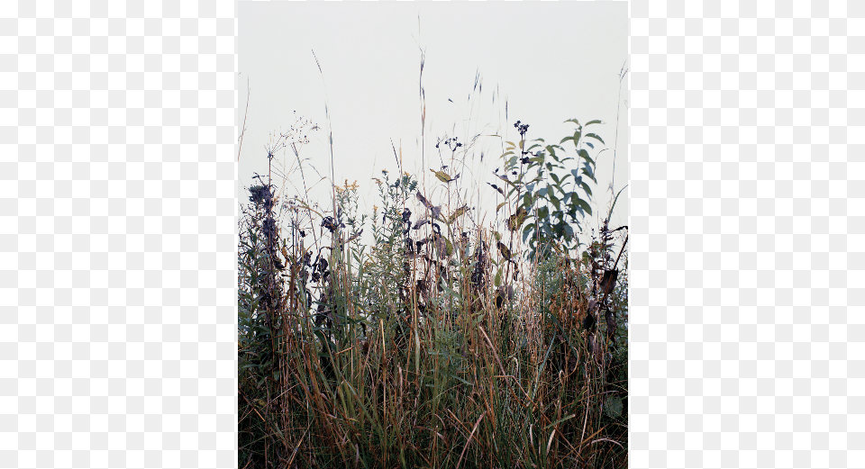 Image Not Available Grass, Plant, Reed, Vegetation, Tree Free Transparent Png