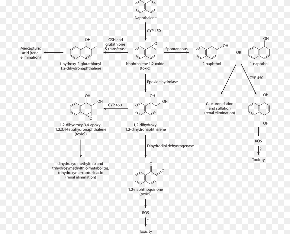 Image Not Available Naphthalene To 2 Naphthol Metabolism, Diagram, Blackboard Png