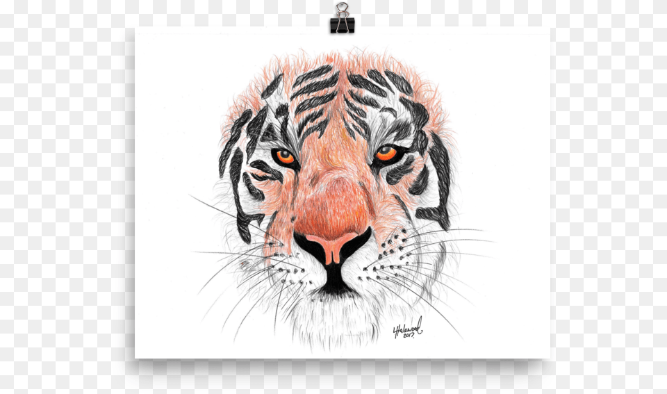 Image Of 39sumatran Tiger39 Siberian Tiger, Art, Animal, Drawing, Mammal Free Png Download