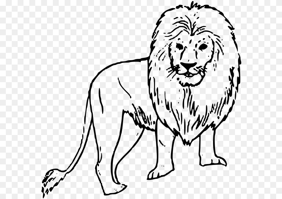 Image Of A Black And White Lion Lion Picture Black And White, Gray Free Png Download