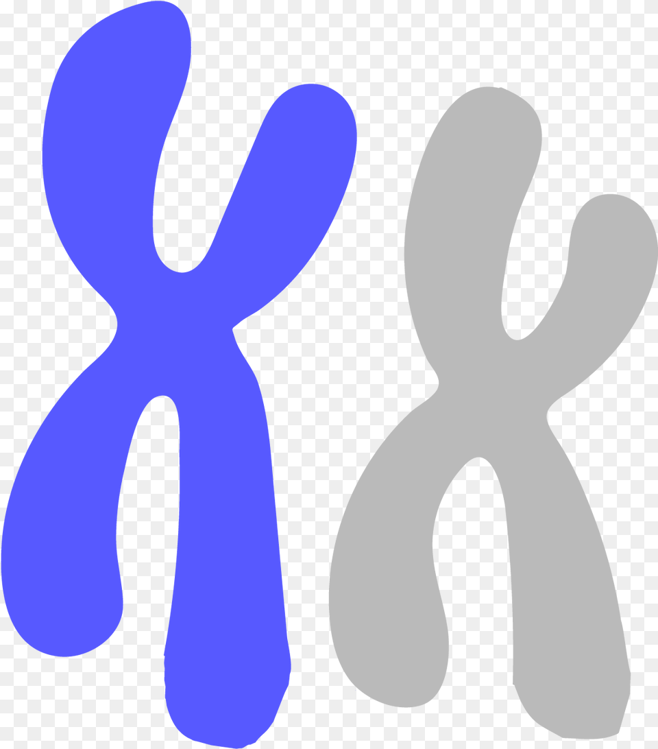Image Of A Blue Chromosome Chromosomes Clipart Free Transparent Png