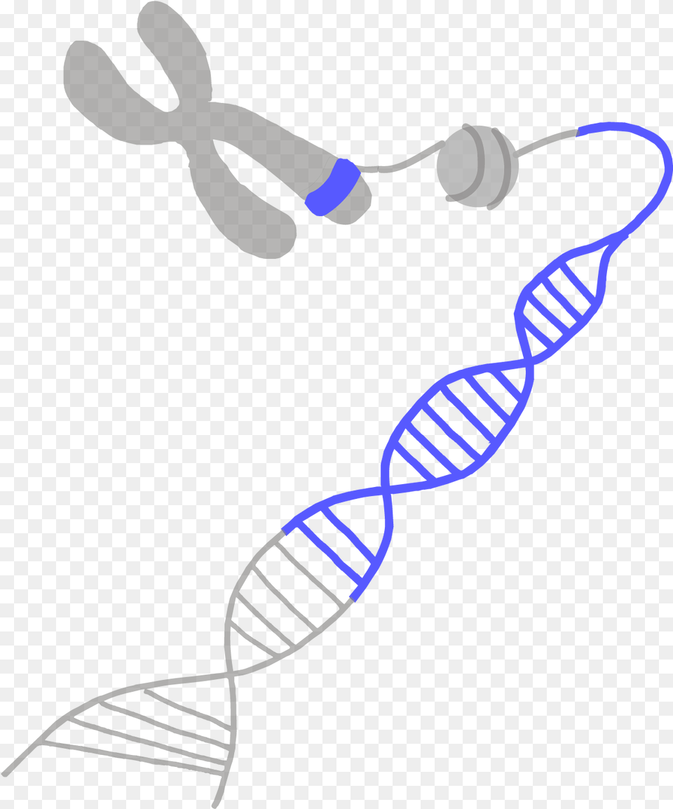 Image Of A Blue Gene On A Chromosome Gene, Accessories, Formal Wear, Tie, Bracelet Free Transparent Png