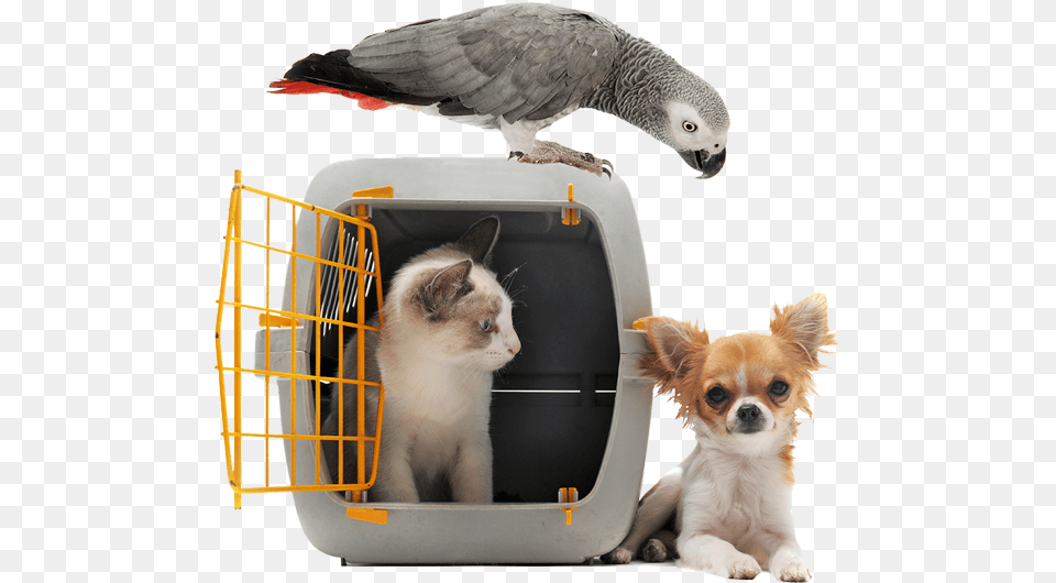 Of A Cat In A Pet Carrier Next To Small White Evacuation Pet, Animal, Canine, Dog, Mammal Png Image